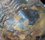 Ectillaenus giganteus (BURMEISTER 1843) - Bild &copy; FossNet FossilienStore